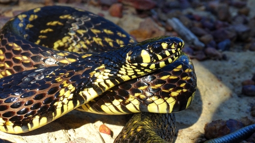 Chicken Snake