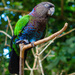 Red-fan Parrot - Photo (c) Frank Dietze, all rights reserved, uploaded by Frank Dietze
