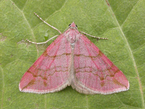 Manchester Treble-bar Moth