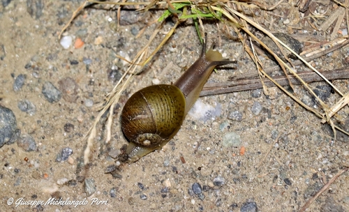 Cantareus apertus