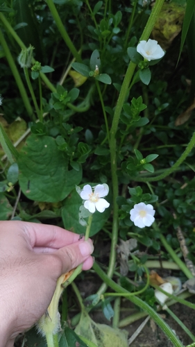 wingpod purslane