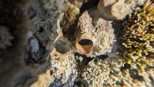 Thylacodes squamigerus