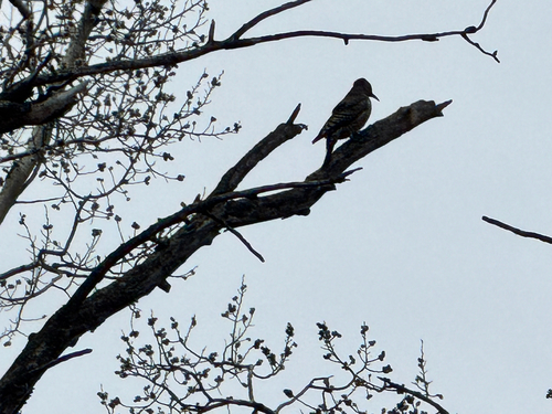 Northern Flicker