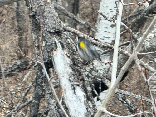Yellow-rumped Warbler