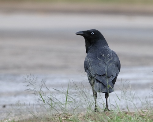 Western Australian Raven