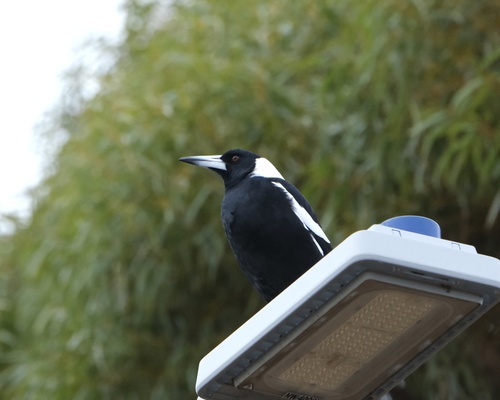 Western Australian Magpie