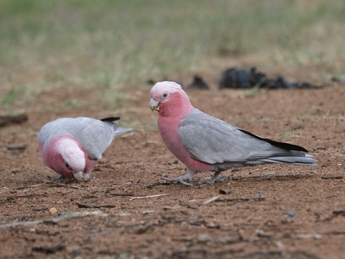 Western Galah