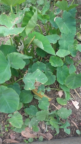 Taro