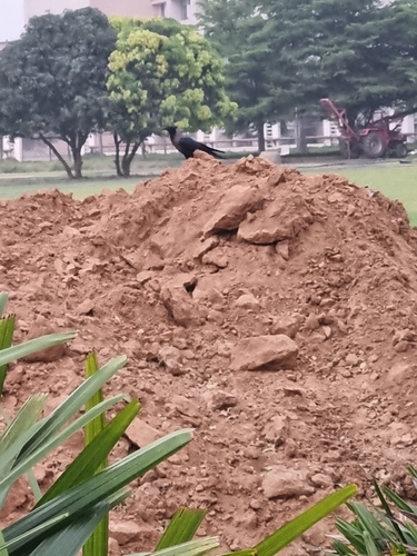 House Crow (Indian)