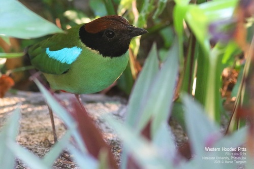 Western Hooded Pitta