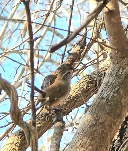 Sinaloa Wren (Thryophilus sinaloa)