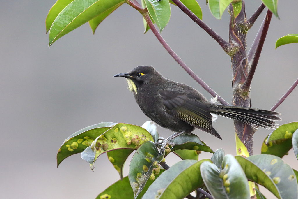 Short-bearded Honeyeater (Melionyx nouhuysi) photo