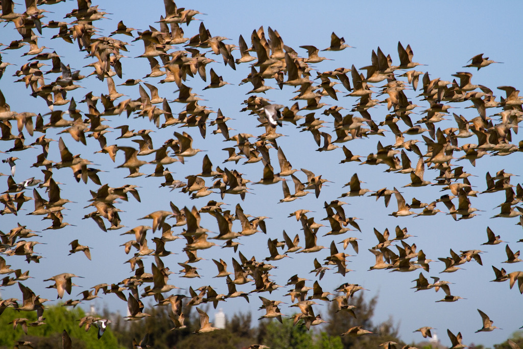 Marbled Godwit (Birds of San Mateo County) · iNaturalist