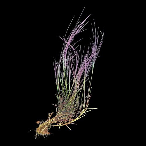 Gymnopogon spicatus