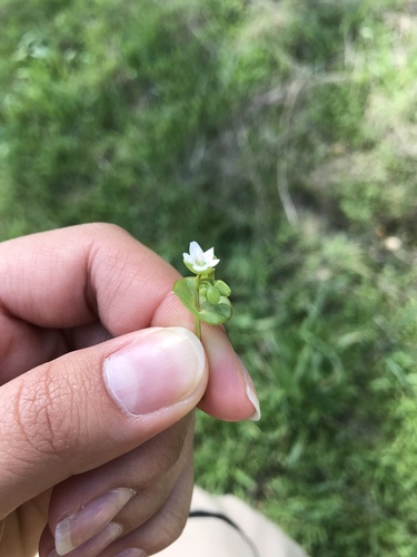 iNaturalist observation photo of miner's lettuce