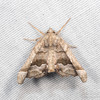 Meske's Pero Moth - Photo (c) Joseph Connors, all rights reserved, uploaded by Joseph Connors