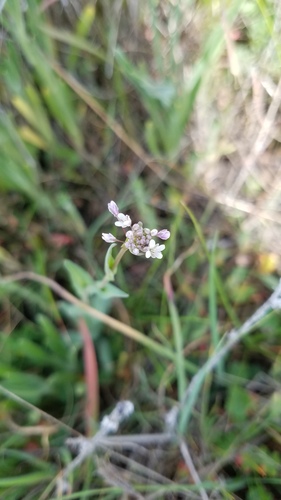 iNaturalist observation photo of Fringepods