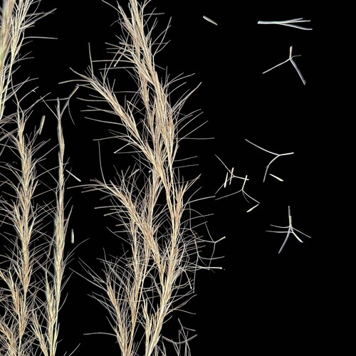 Aristida gibbosa