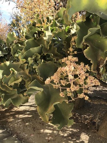 Velvet-leaf