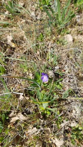 iNaturalist observation photo of blue dicks