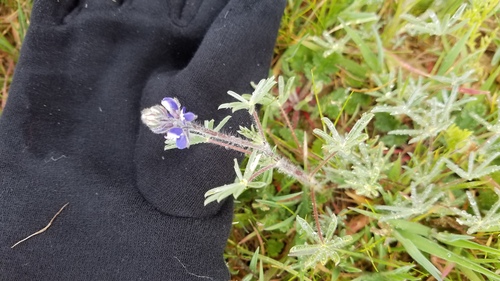 iNaturalist observation photo of Miniature Lupine
