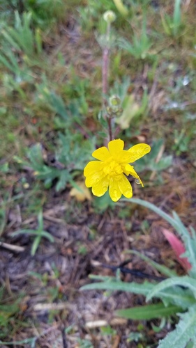 iNaturalist observation photo of buttercups