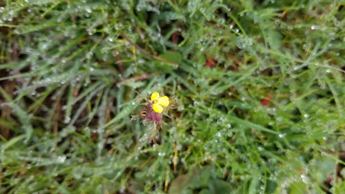 iNaturalist observation photo of butter-and-eggs