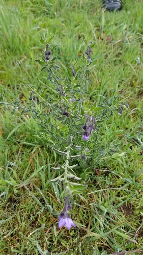 iNaturalist observation photo of Dicots