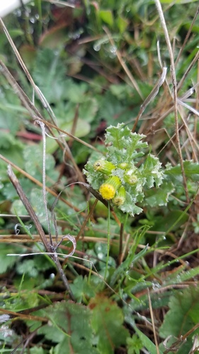 iNaturalist observation photo of common groundsel