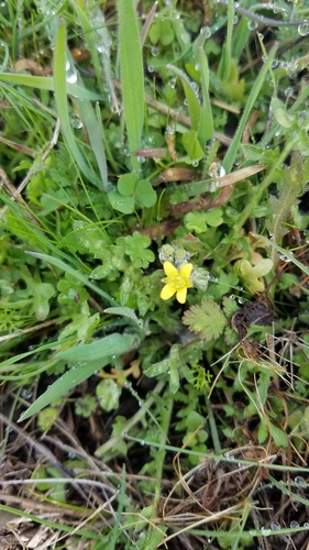 iNaturalist observation photo of Rough-fruited buttercup