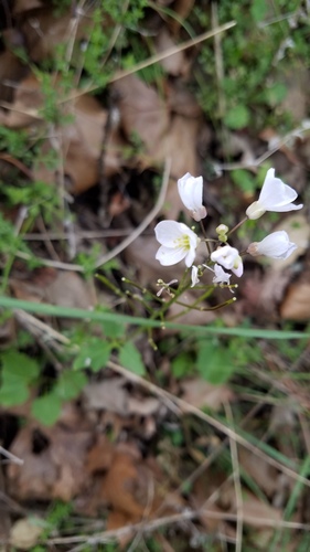 iNaturalist observation photo of milkmaids