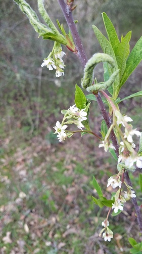 iNaturalist observation photo of Osoberry
