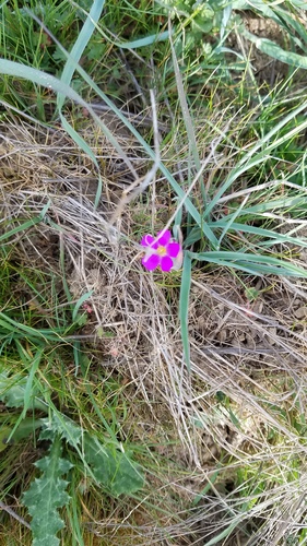 iNaturalist observation photo of redmaids