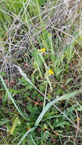 iNaturalist observation photo of Fiddlenecks