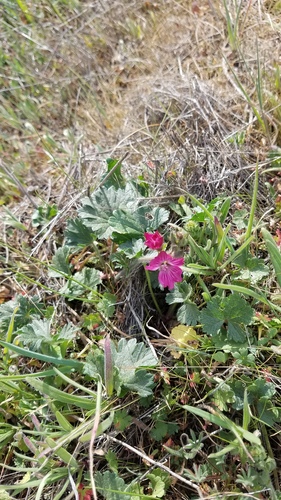 iNaturalist observation photo of checkerbloom