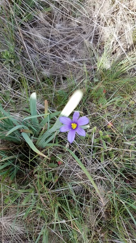 iNaturalist observation photo of western blue-eyed grass