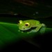 Mashpi Glassfrog - Photo (c) Sebastián Vizcarra, all rights reserved, uploaded by Sebastián Vizcarra