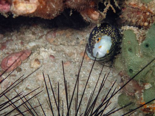 Echidna nebulosa