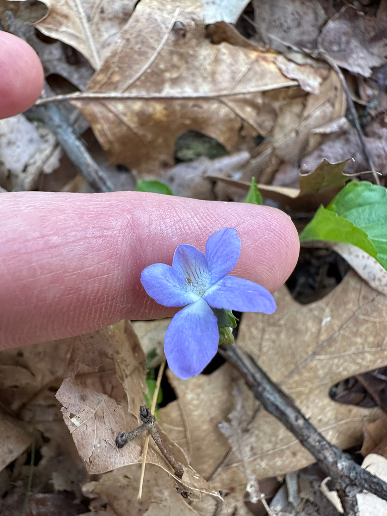 Labrador Violet Invasive Labrador violet from Rockford, MI, US on April 25, 2026 at 07:12 PM by ...