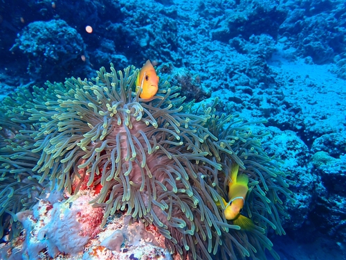 Amphiprion nigripes
