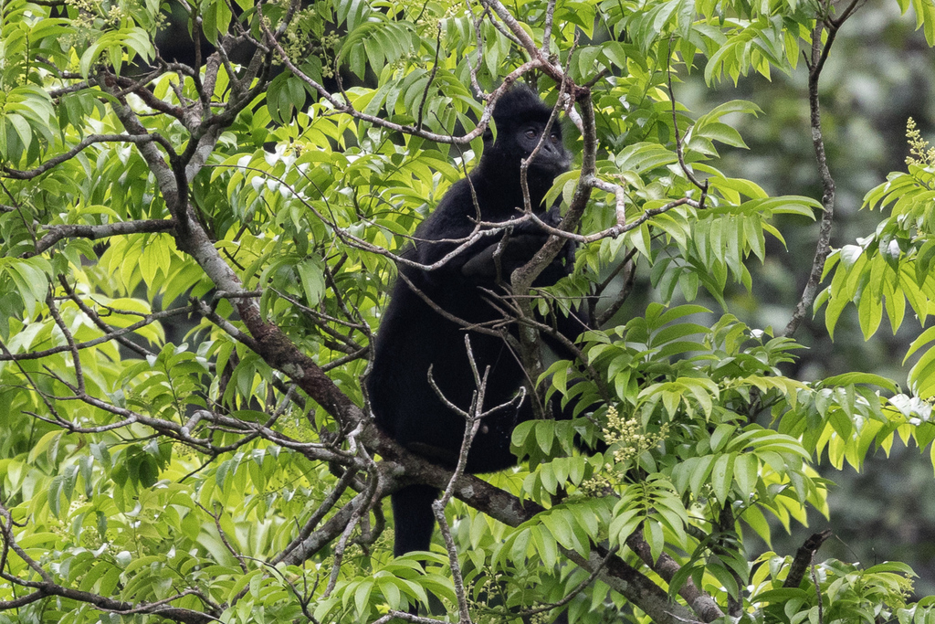 Indochinese Black Langur (Trachypithecus ebenus)