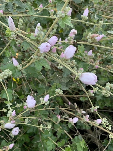 iNaturalist observation photo of southern coastal bushmallow