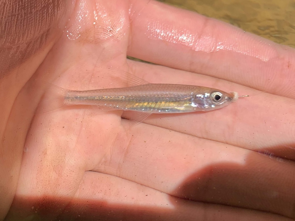 Coastal Shiner from Orlando, FL, US on April 16, 2019 at 02:22 PM by ...