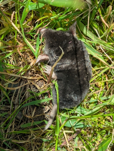 Coast Mole observed by juniperus_bekensis_sl