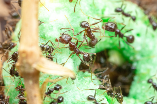 Pheidole longiscapa