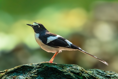 Black-backed Forktail