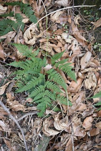Dryopteris gymnophylla