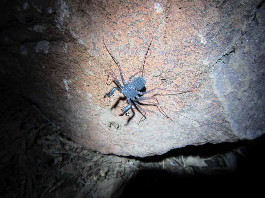 Arizona Tailless Whip Scorpion from Yuma County, AZ, USA on September 4