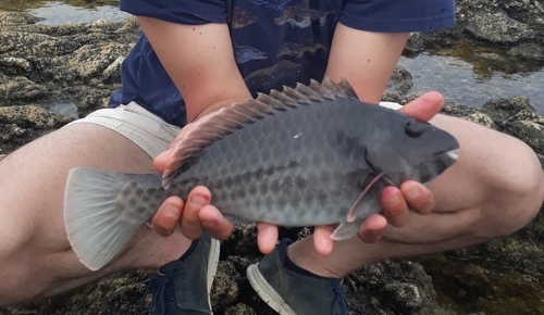 Sparisoma cretense