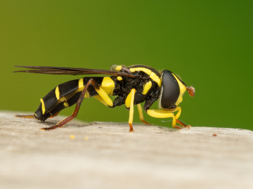 Xanthogramma pedissequum nuotrauka
